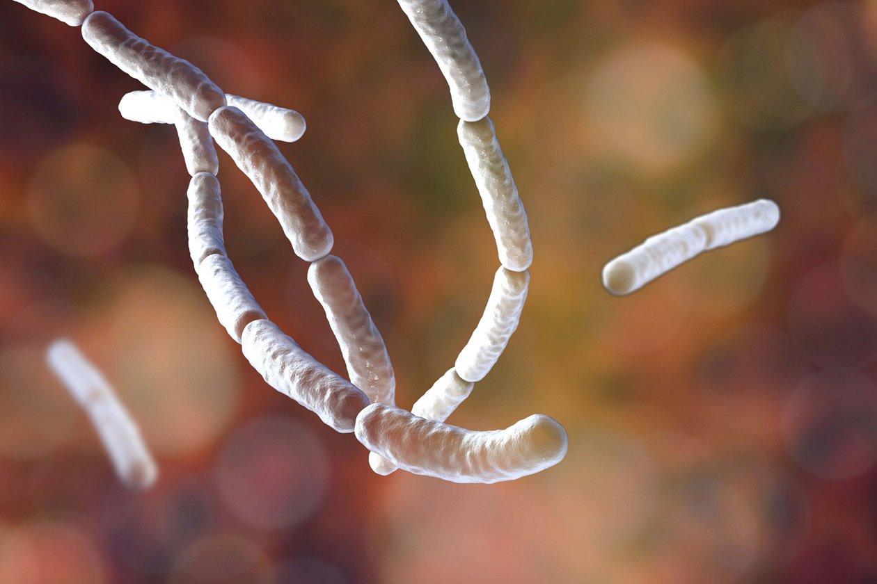 Bacillus subtilis | Pioneering Diagnostics
